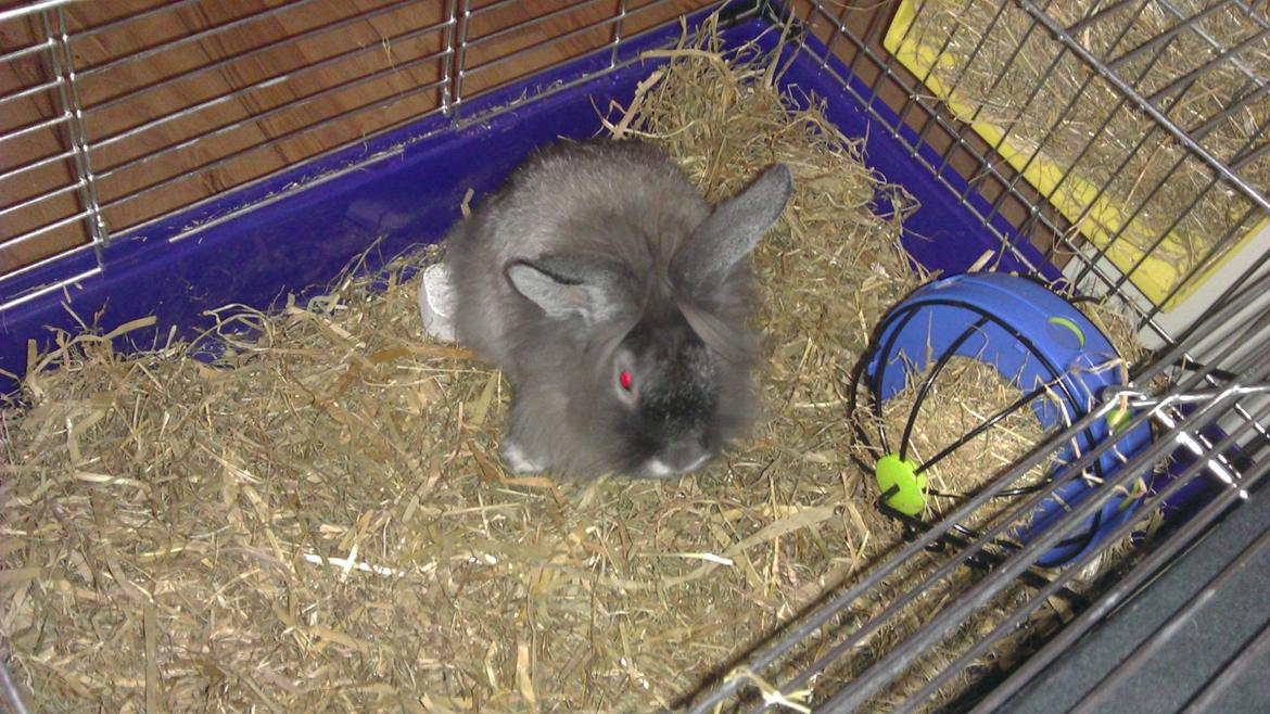 Kanin Mr. Potter billede 2