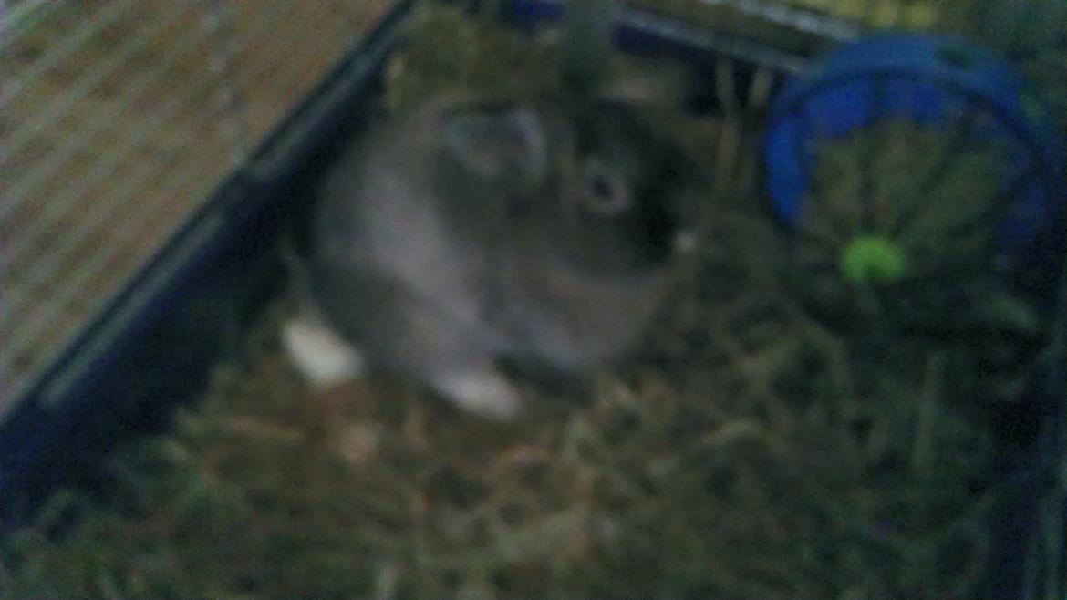 Kanin Mr. Potter billede 3