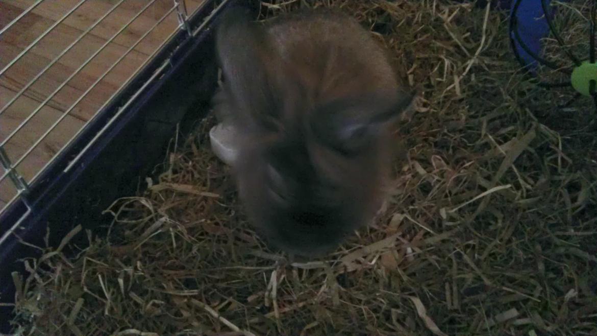 Kanin Mr. Potter billede 4