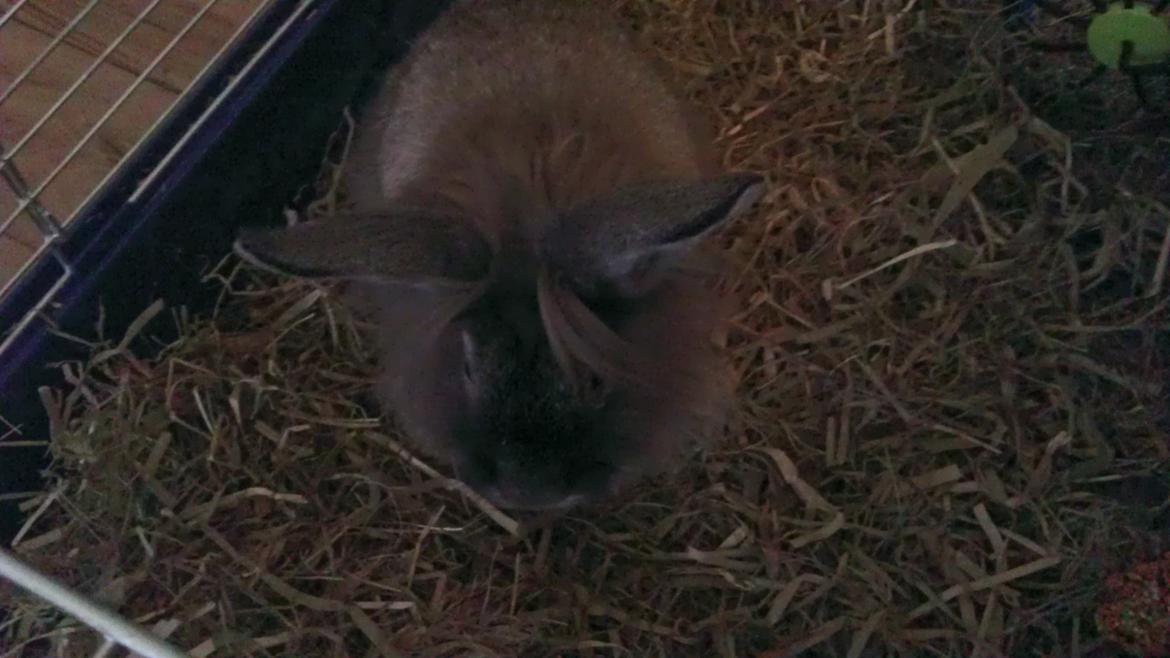 Kanin Mr. Potter billede 5