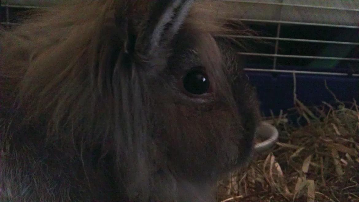 Kanin Mr. Potter billede 6