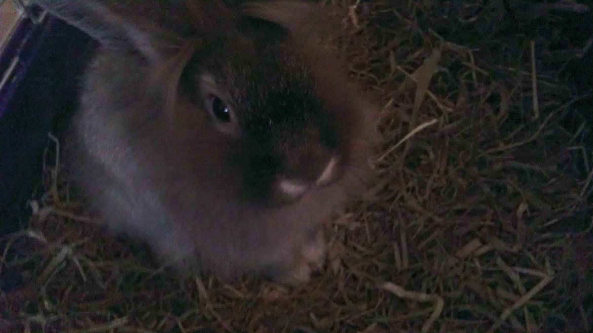 Kanin Mr. Potter billede 7