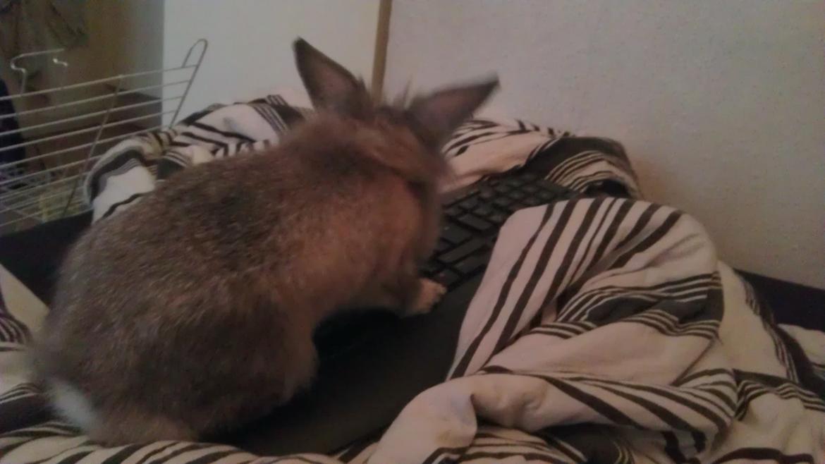 Kanin Mr. Potter billede 8