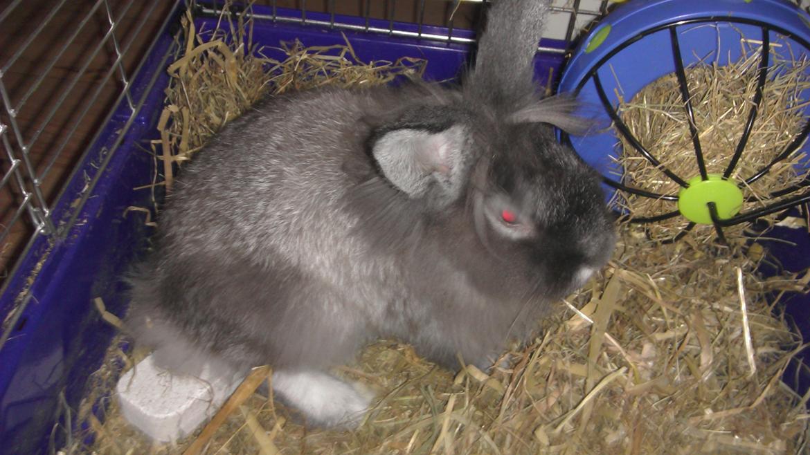 Kanin Mr. Potter billede 10