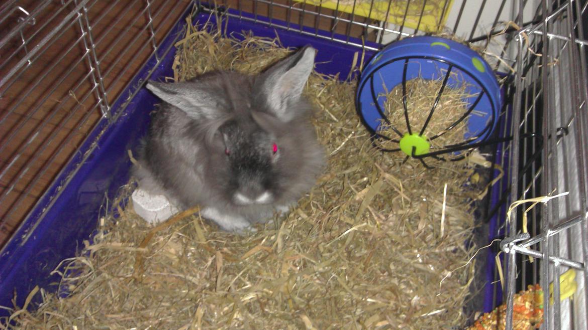 Kanin Mr. Potter billede 11