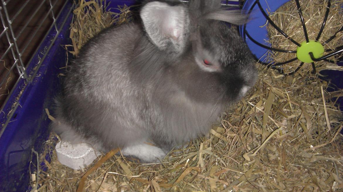 Kanin Mr. Potter billede 12