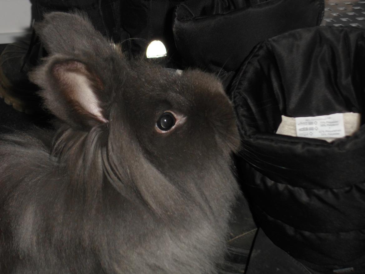 Kanin Blyb (Pigen) :D<3 billede 6