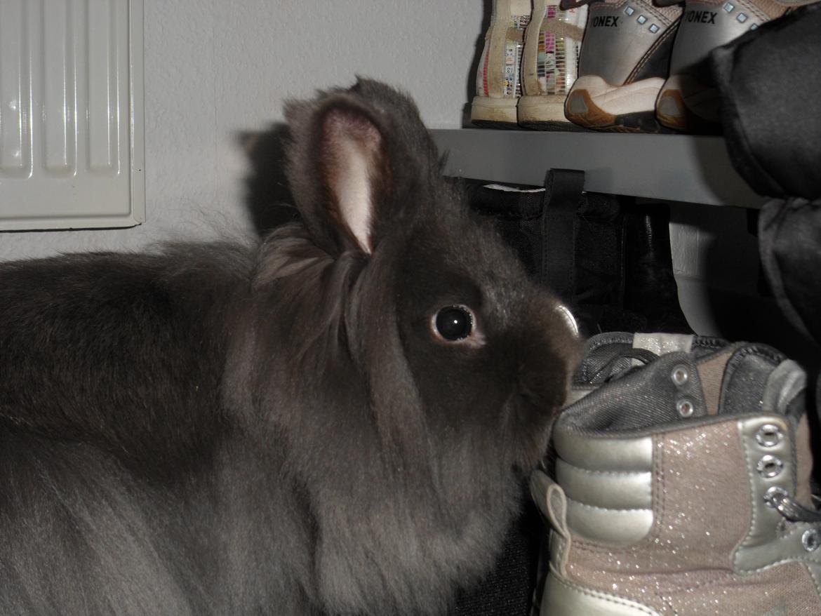 Kanin Blyb (Pigen) :D<3 billede 7