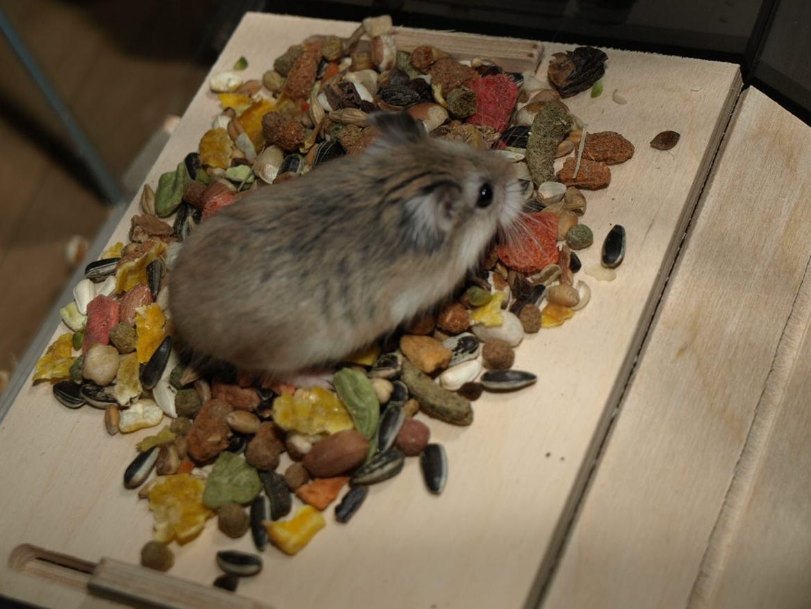 Dværghamster Sputnik's Mathilde*RIP* - 10-03-2012 billede 5