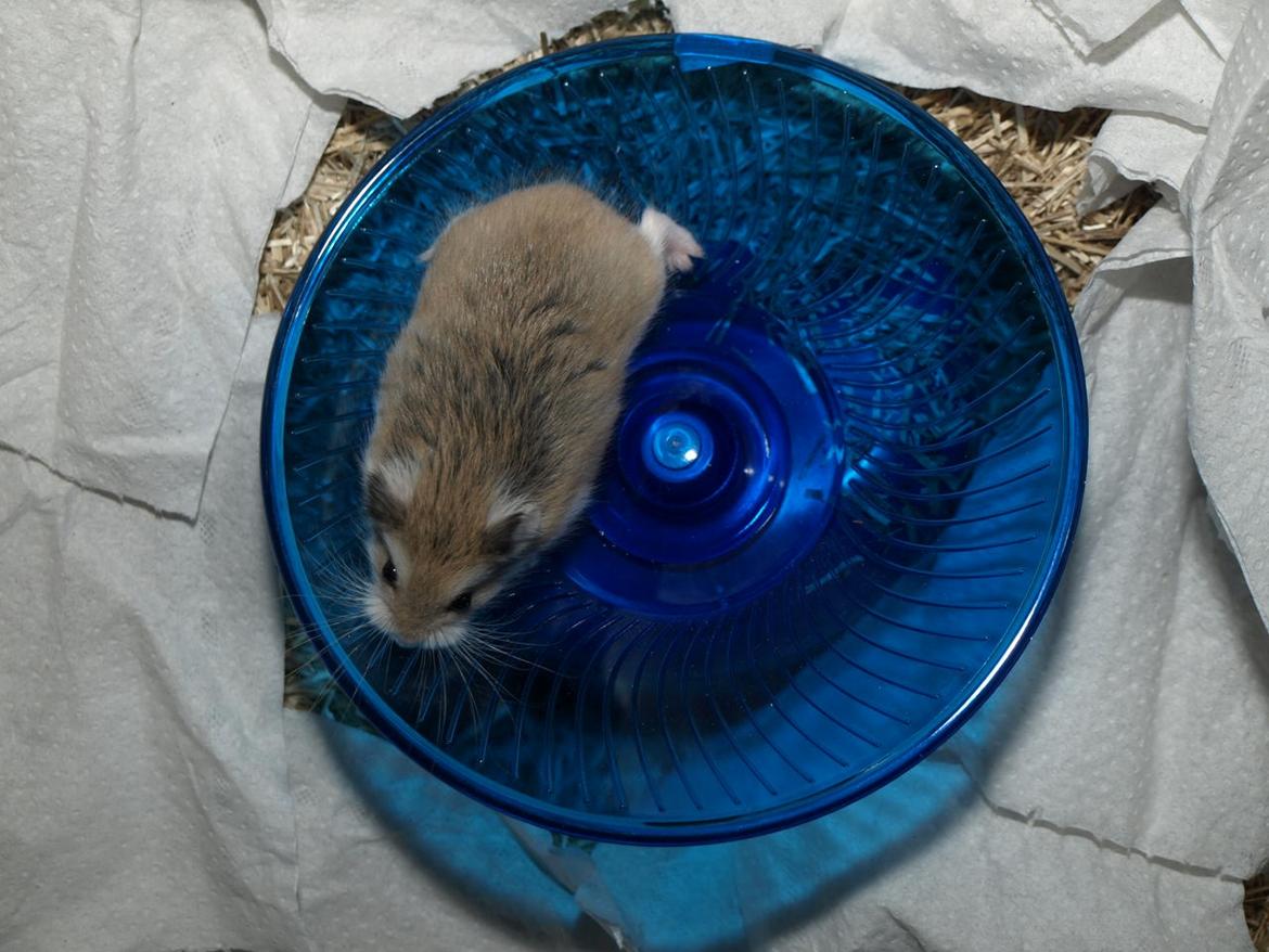 Dværghamster Sputnik's Mathilde*RIP* - 10-03-2012 billede 6