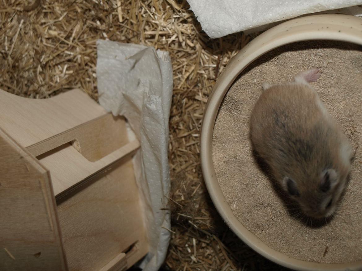 Dværghamster Sputnik's Mathilde*RIP* - 10-03-2012 billede 11