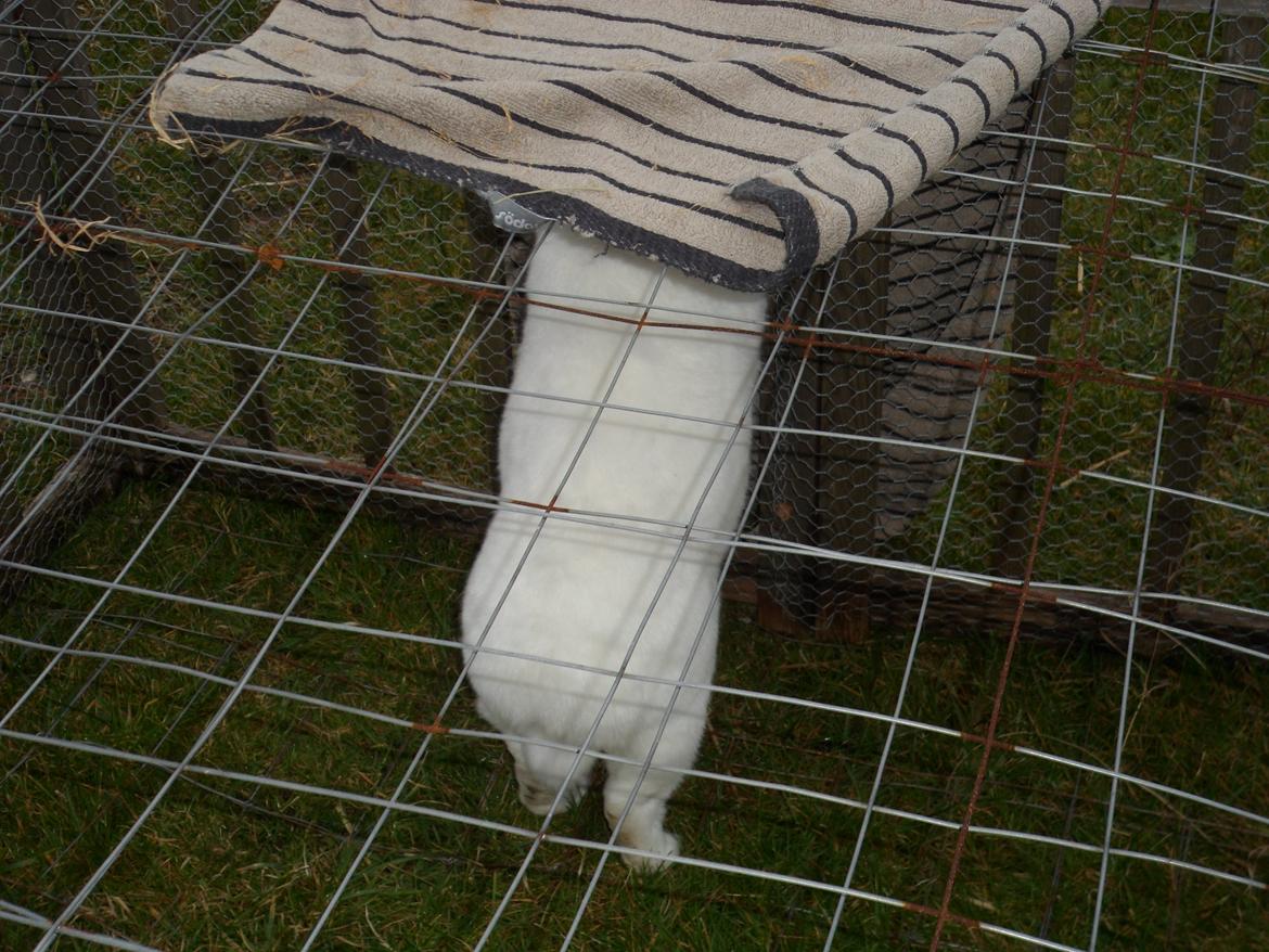 Kanin Gnaske (Nalleboy) <3 billede 11