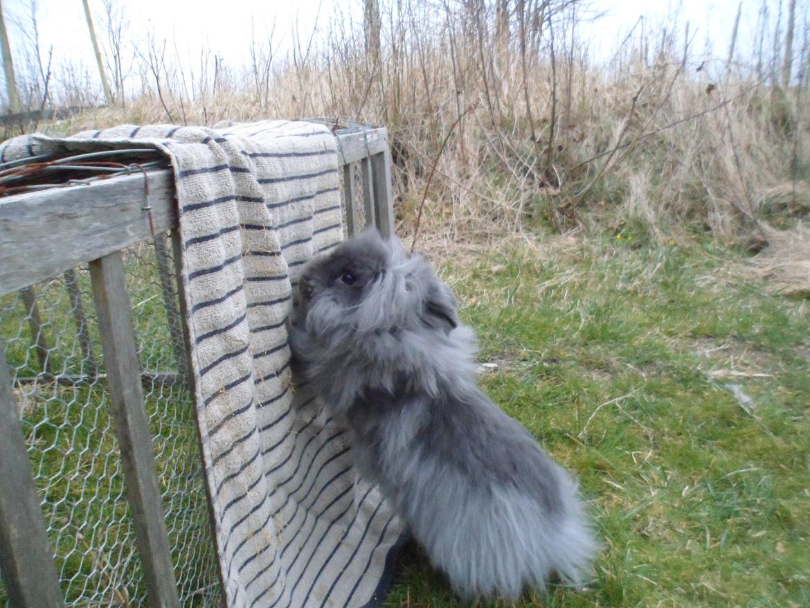 Kanin Blyb (Pigen) :D<3 billede 8