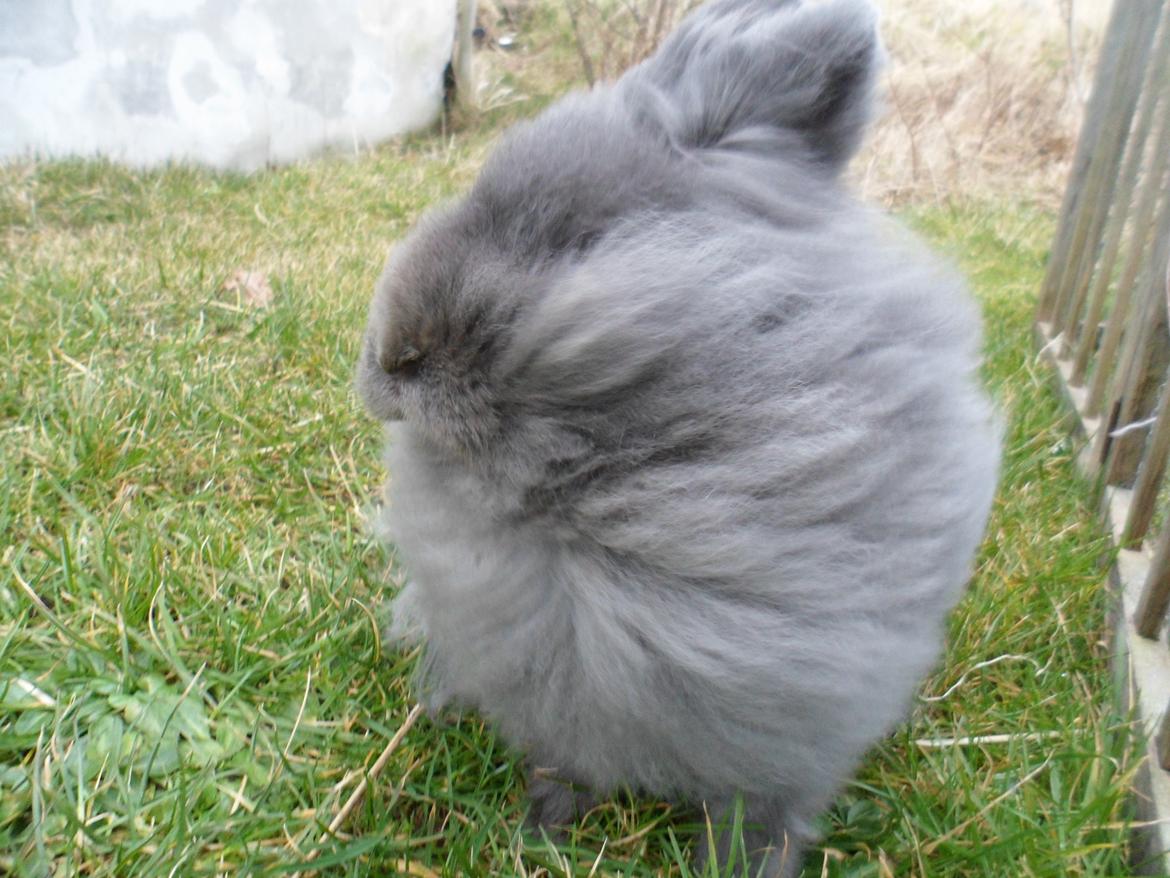 Kanin Blyb (Pigen) :D<3 - "Jeg forsvinder!" billede 9