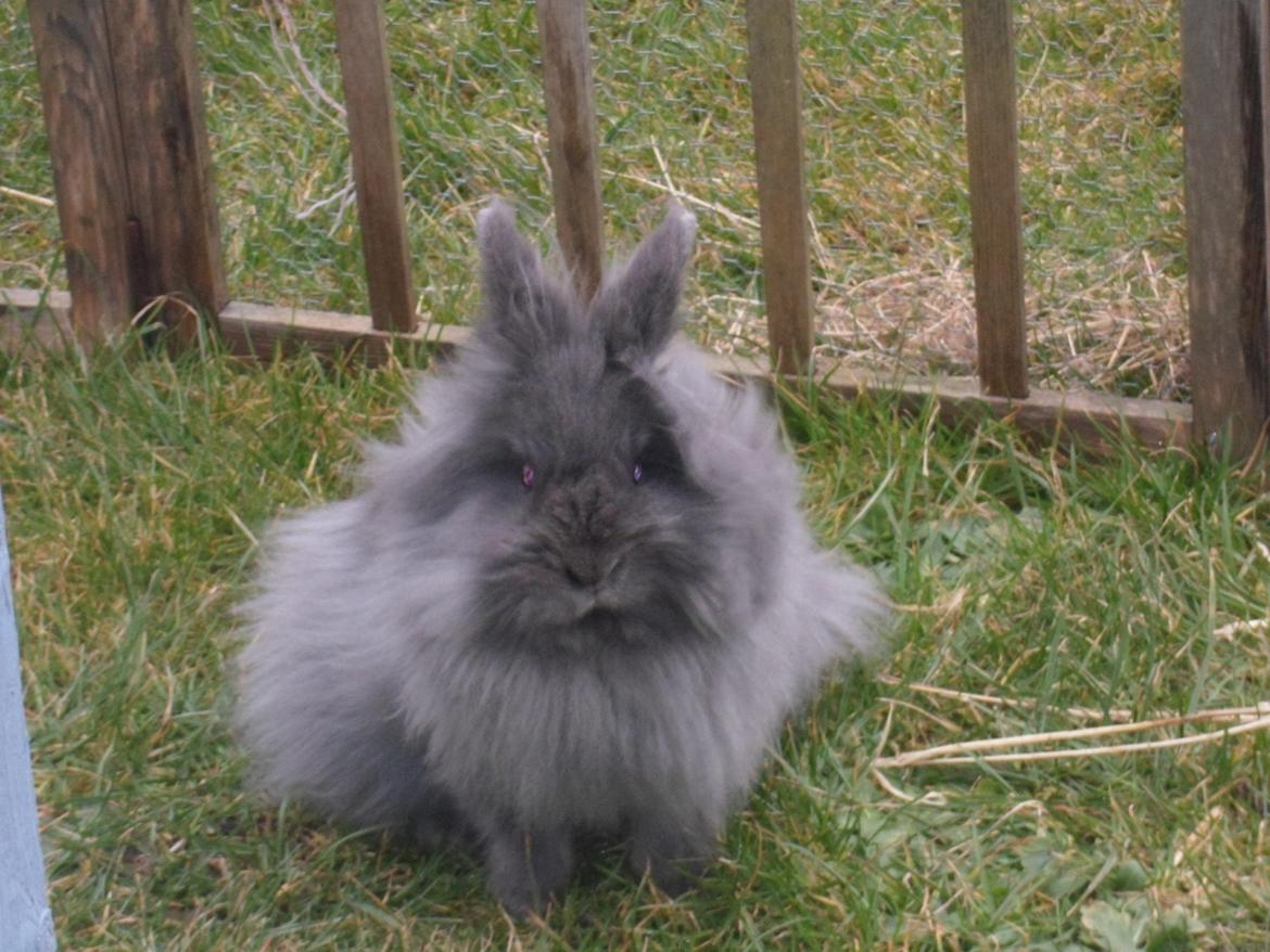 Kanin Blyb (Pigen) :D<3 - haha :D
uhyggelige dræber øjne >:3 billede 10