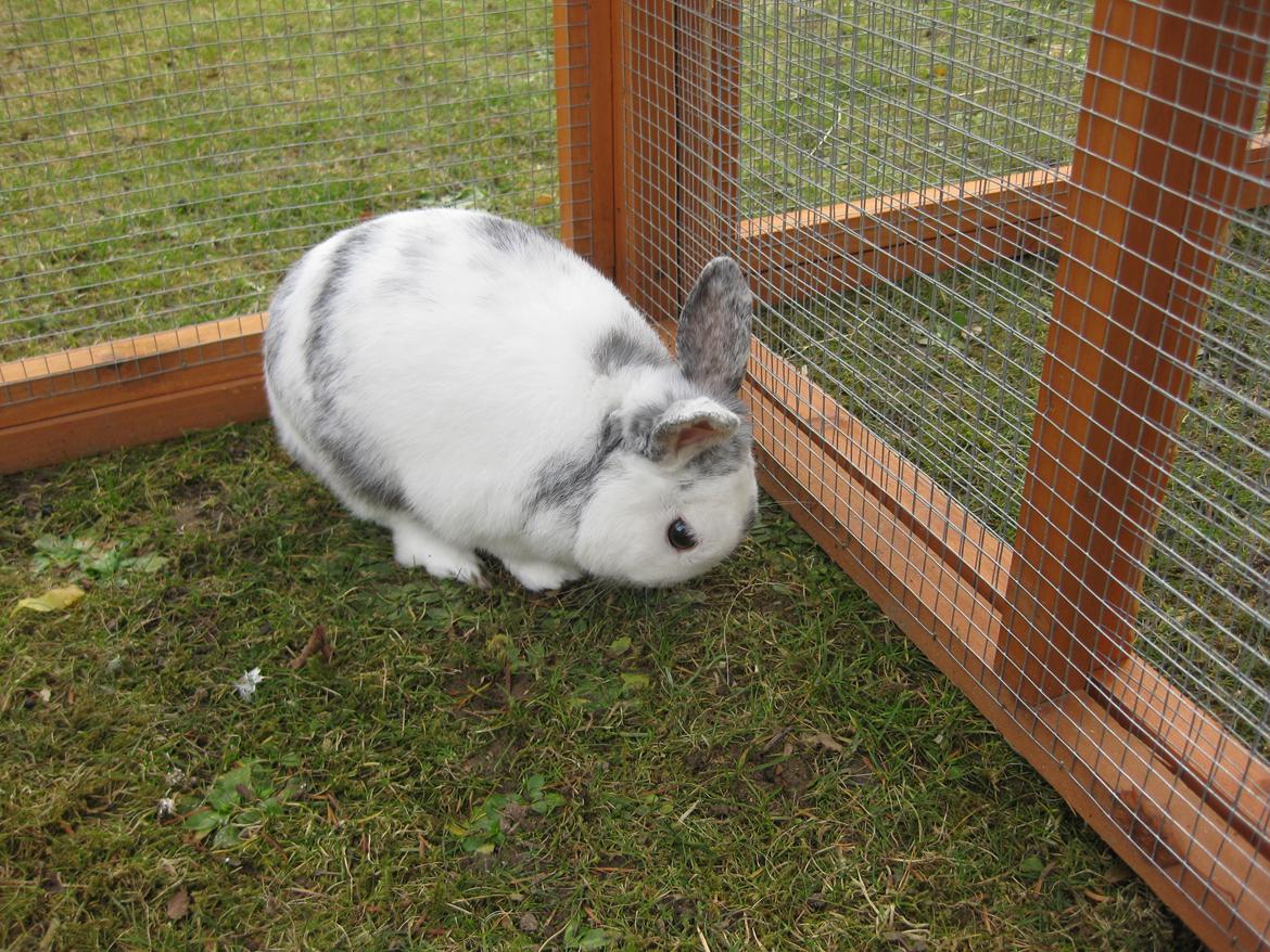 Kanin team hop,s 2.bedste springe magnus billede 10