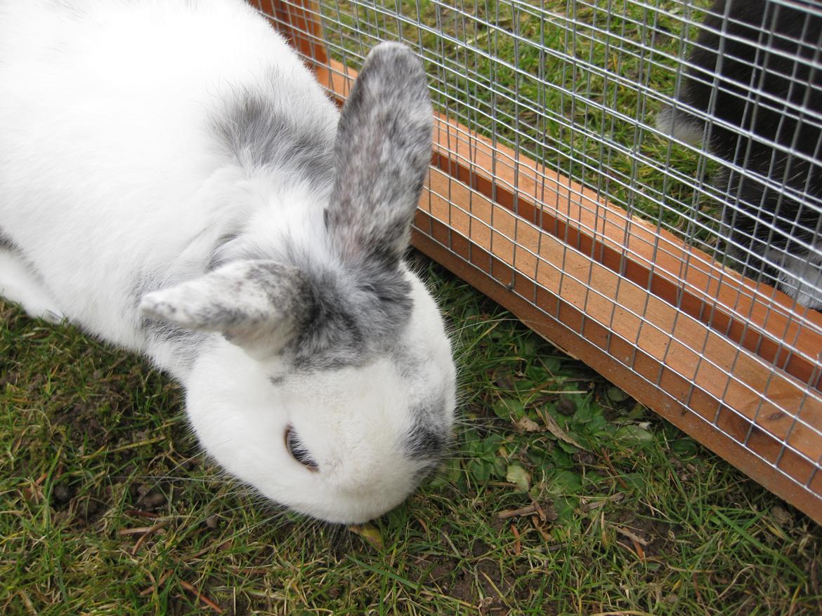 Kanin team hop,s 2.bedste springe magnus billede 11