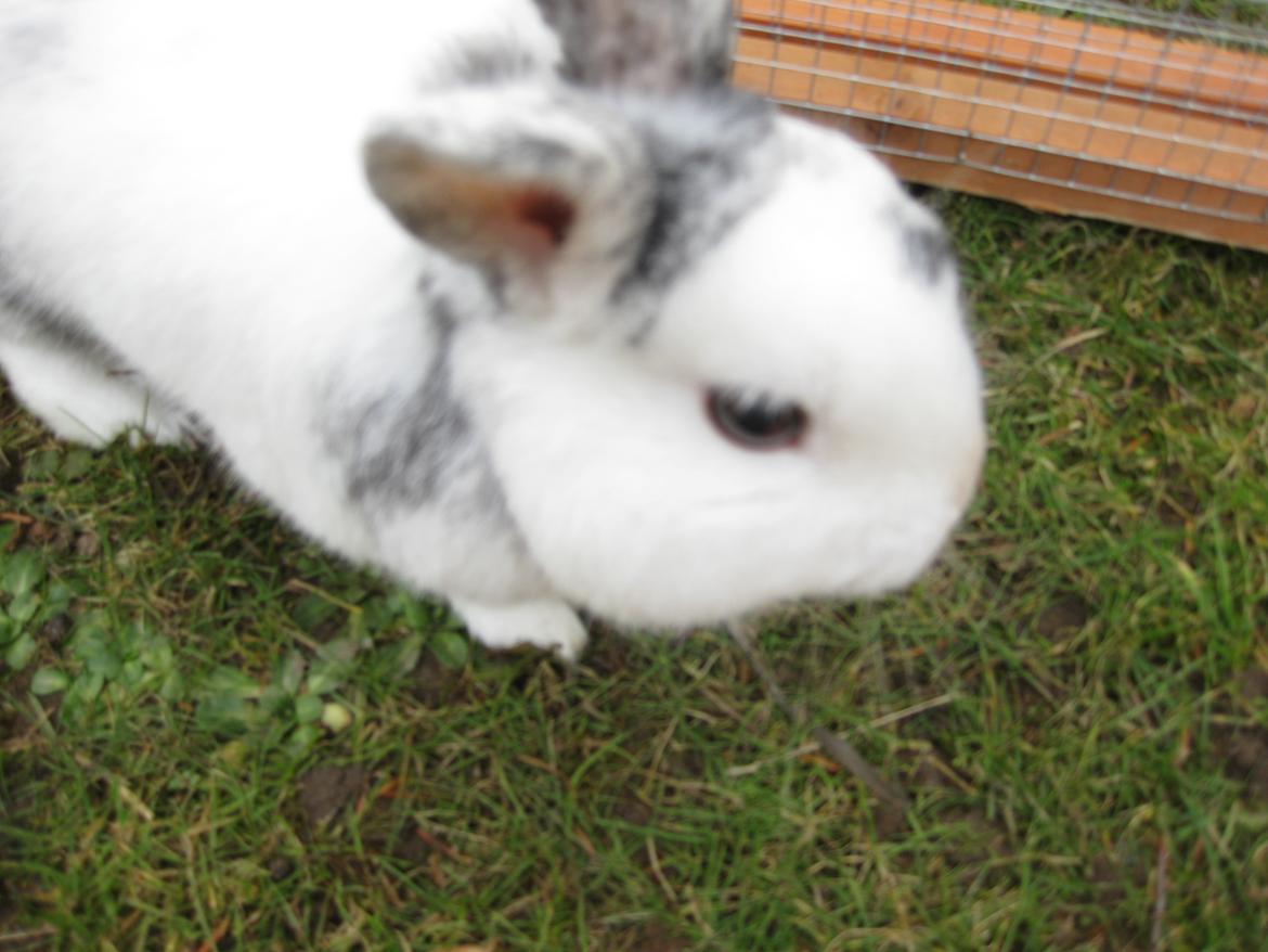 Kanin team hop,s 2.bedste springe magnus billede 12