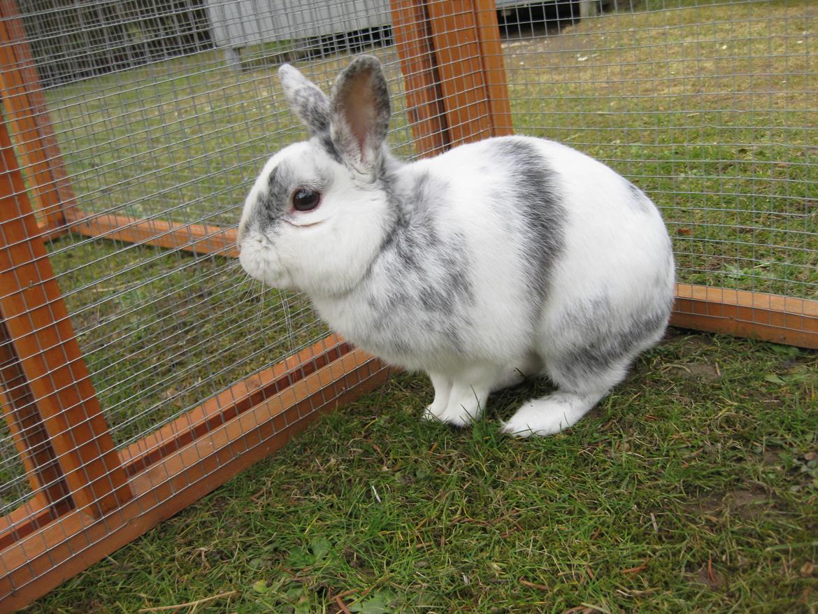 Kanin team hop,s 2.bedste springe magnus billede 7