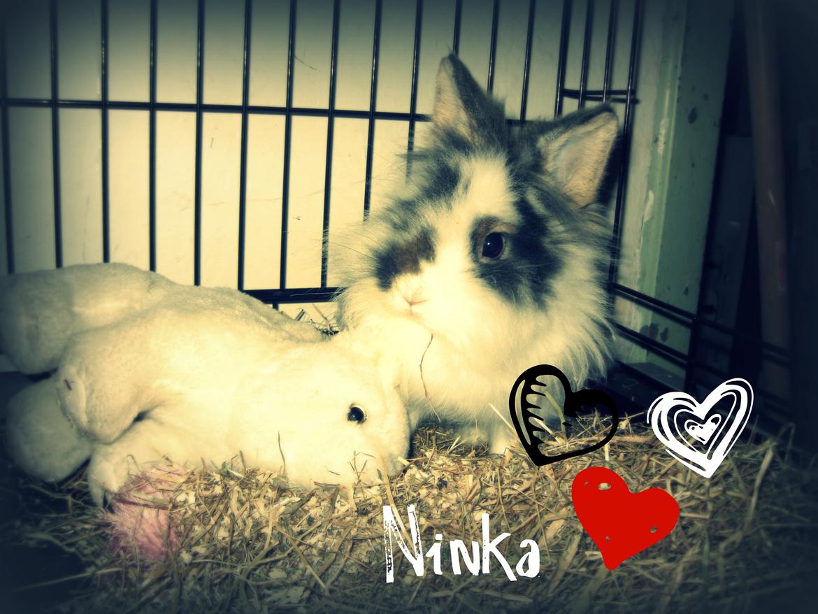 Kanin Ninka Tøsen billede 12