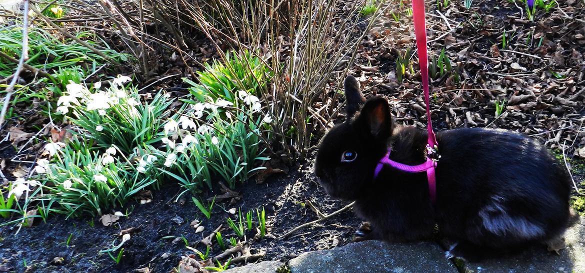 Kanin Speedy Cornsarles (forsvundet) :´( - Speedy nyder at den kolde vinter er ved at være væk :D billede 8