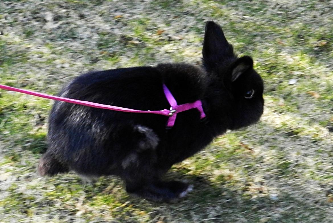 Kanin Speedy Cornsarles (forsvundet) :´( - Run! Speedy run!! :) billede 20