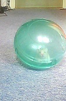 Hamster Cocio Koxie - Velkommen til Cocio's Profil!xD billede 1