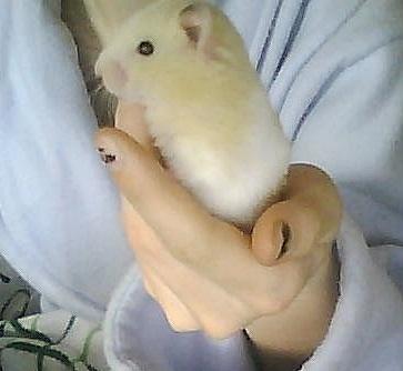 Hamster Cocio Koxie - Nuarh. billede 2