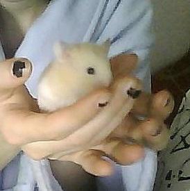 Hamster Cocio Koxie - Hun er så yndig! billede 3