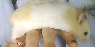 Hamster Cocio Koxie - Bæ Kvalitet;/ billede 4