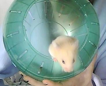 Hamster Cocio Koxie - Hun elsker det..XD billede 5