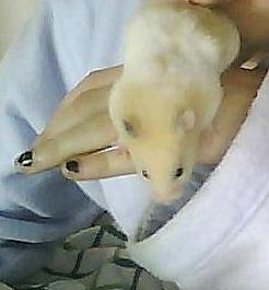 Hamster Cocio Koxie - Som sagt 'Hun er livlig!' billede 6