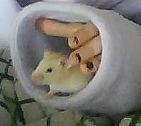 Hamster Cocio Koxie - Og nysgerrig..xD billede 7