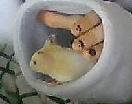 Hamster Cocio Koxie billede 8