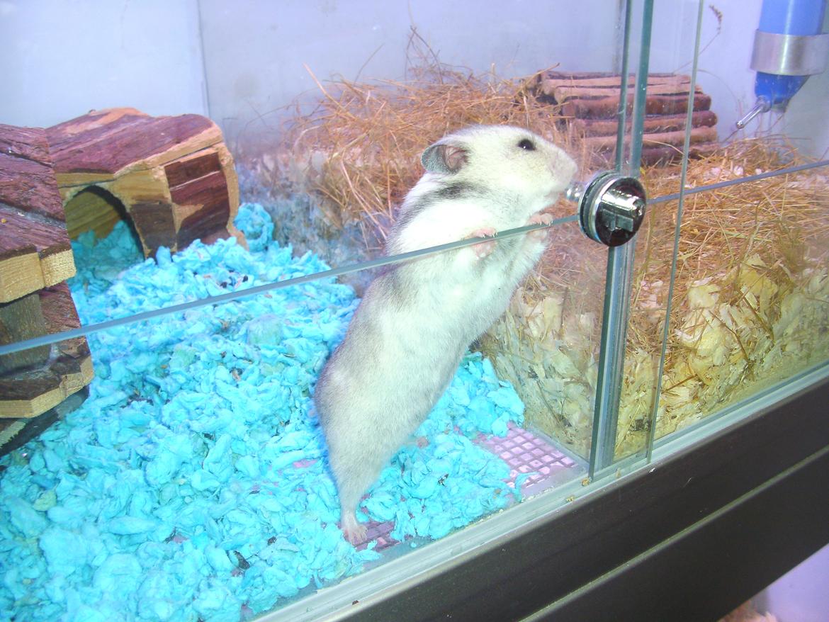 Hamster Cocio Koxie - Cocio's moar. billede 10