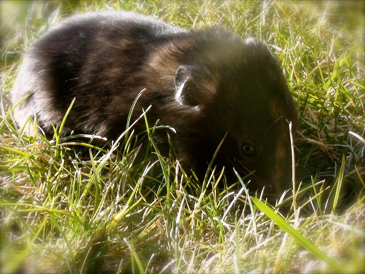 Hamster Amy - ude i det friske forårs vejr ;) billede 5