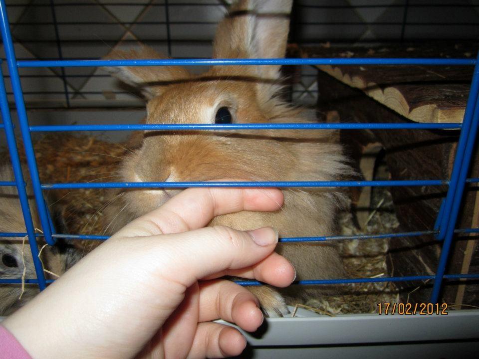 Kanin Pjuske - slikker min mors hånd billede 2