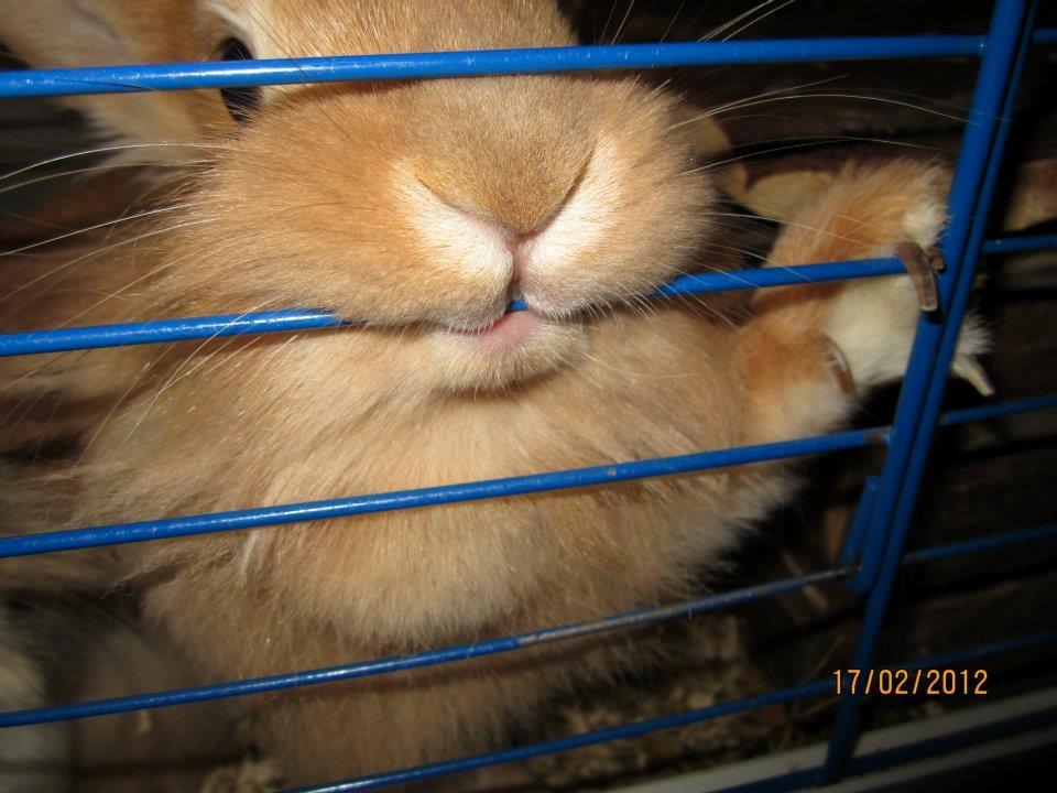 Kanin Pjuske - hej hej tak for kigget billede 19