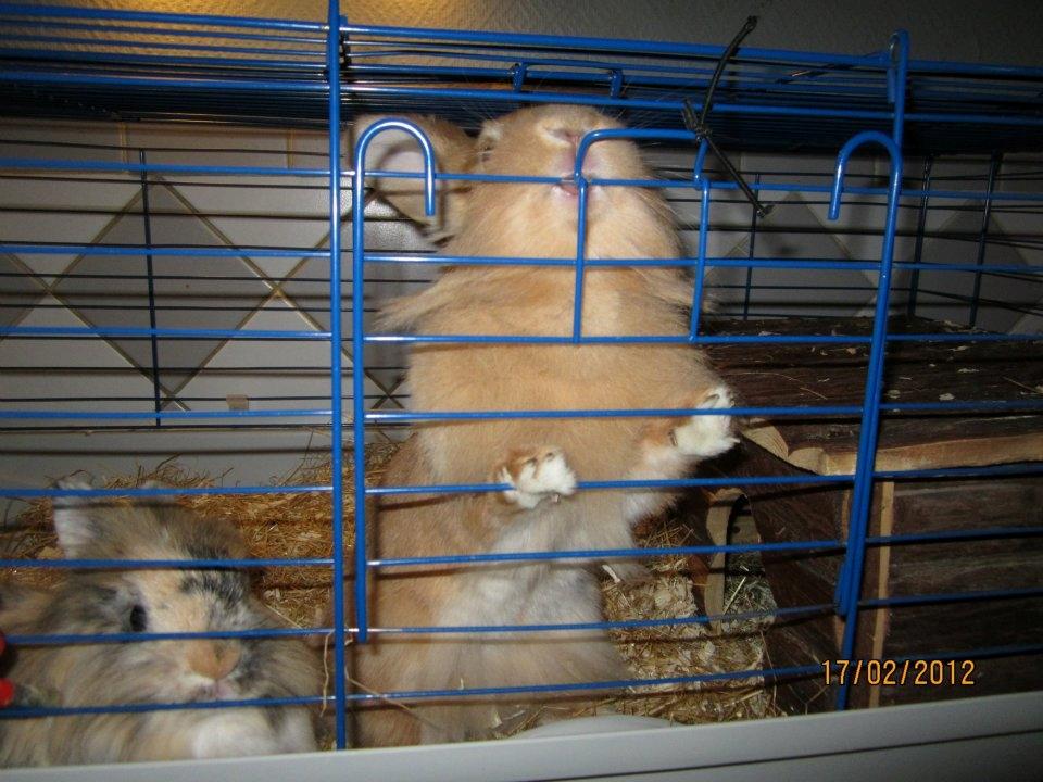 Kanin Pjuske - luk mig nu ud <3 billede 4