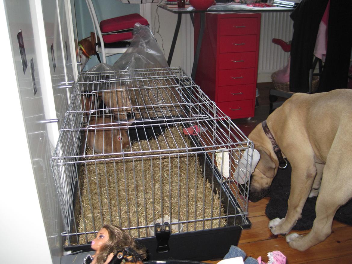 Kanin Pjuske - blev passet hos naboen <3 
så ville hunden hugo gerne hilse

(foto team JB!) billede 5