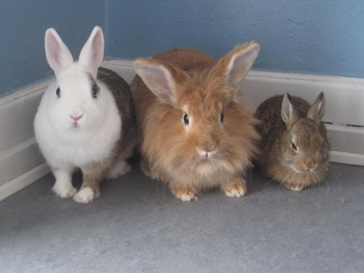 Kanin Pjuske - juno, mig og molly 

(juno og molly R.I.P)

(foto team JB!) billede 6