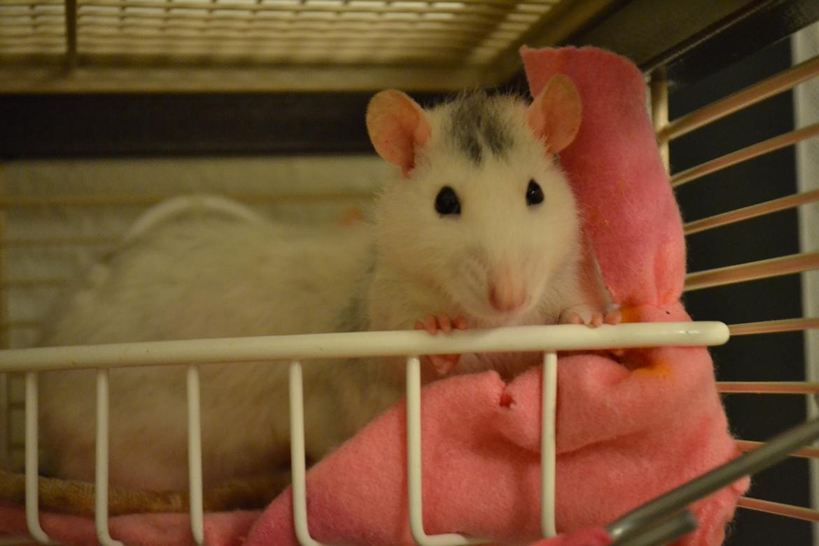 Tamrotte Tykke Bertha billede 1