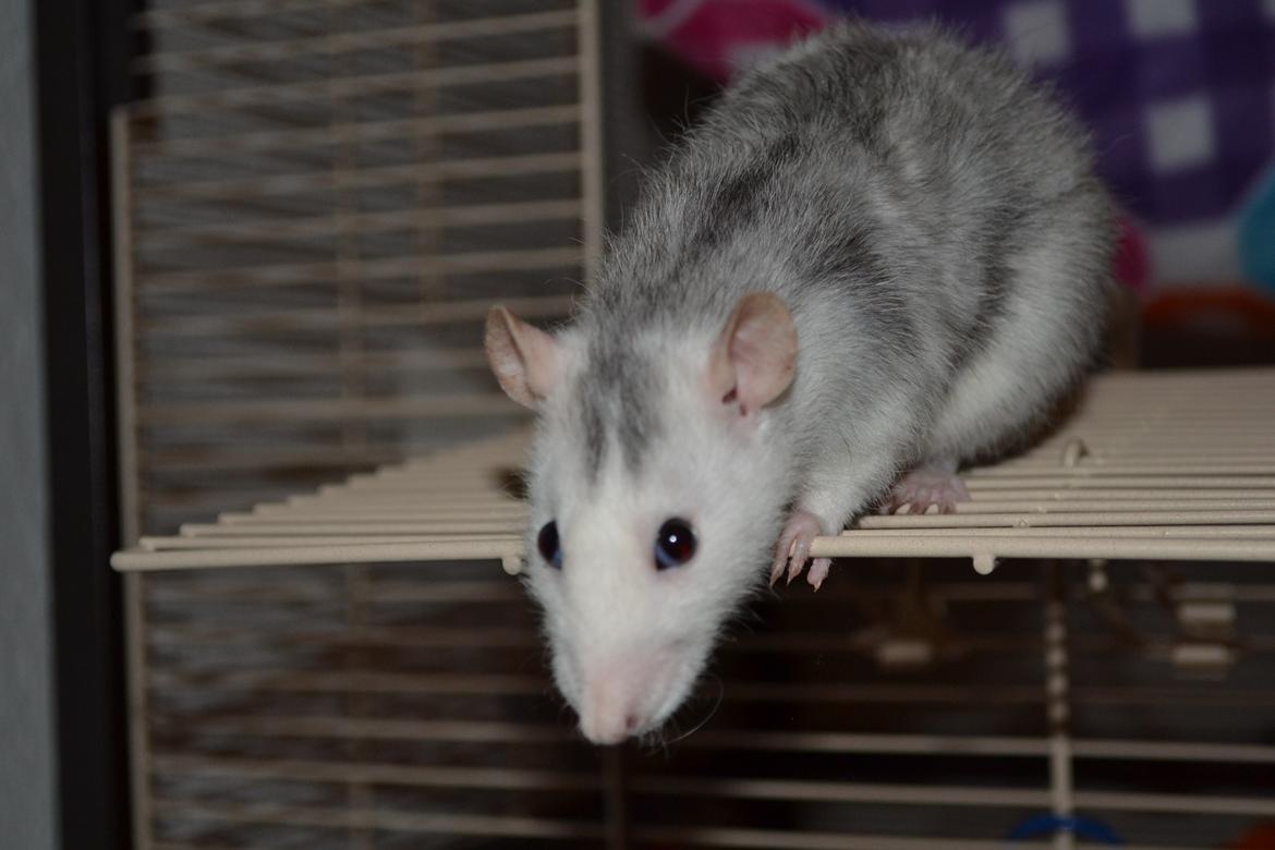 Tamrotte Tykke Bertha billede 2