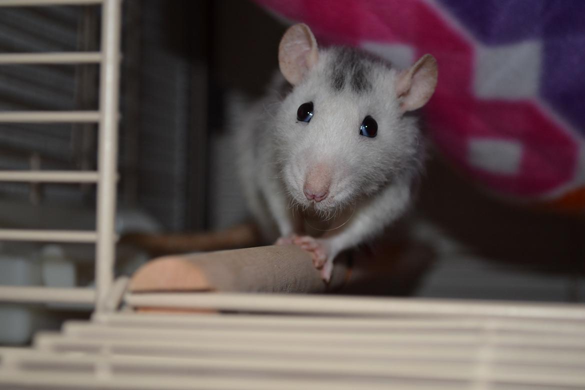 Tamrotte Tykke Bertha billede 3