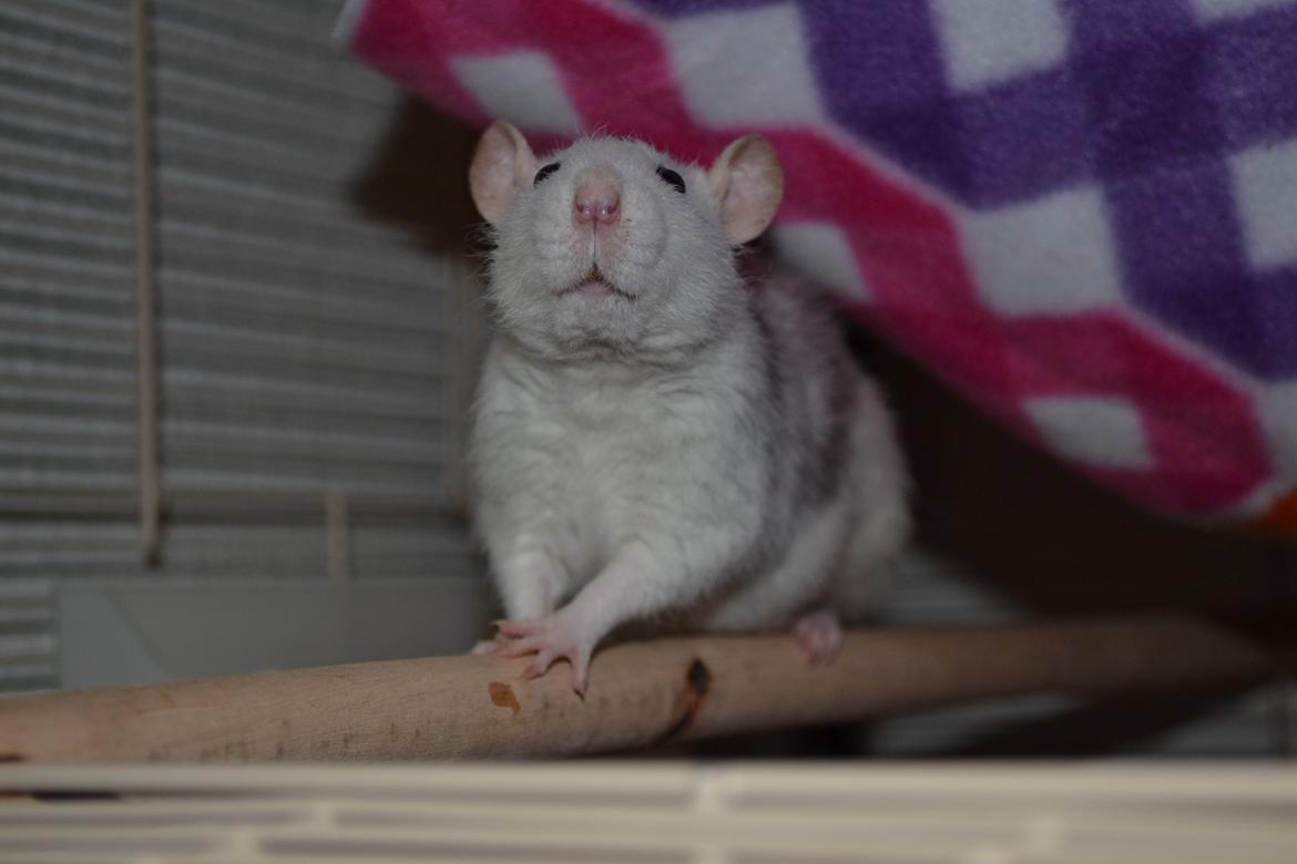 Tamrotte Tykke Bertha billede 4