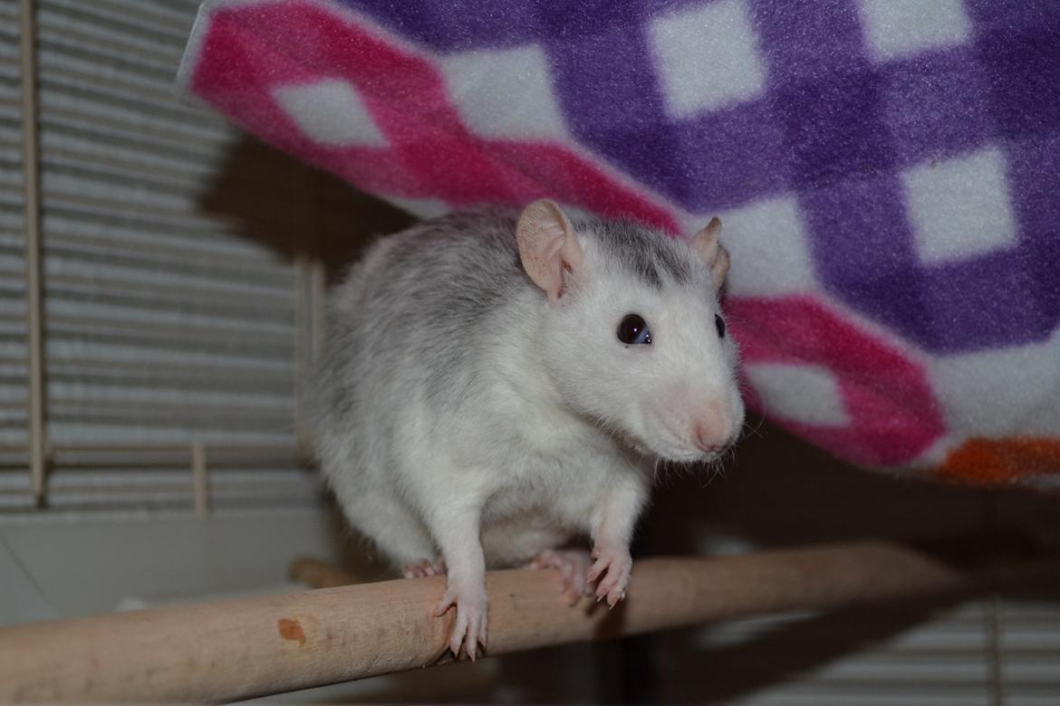 Tamrotte Tykke Bertha billede 5