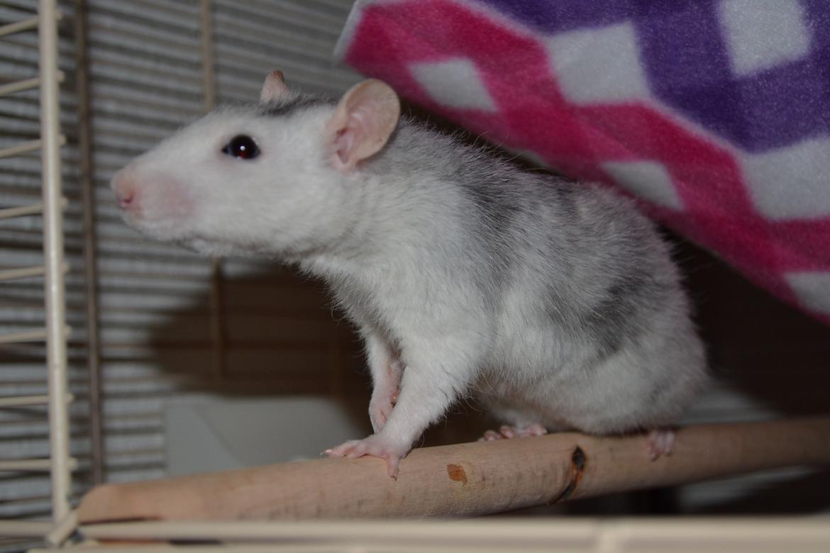 Tamrotte Tykke Bertha billede 6