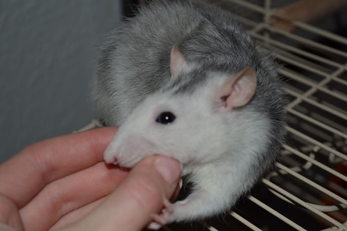 Tamrotte Tykke Bertha billede 7