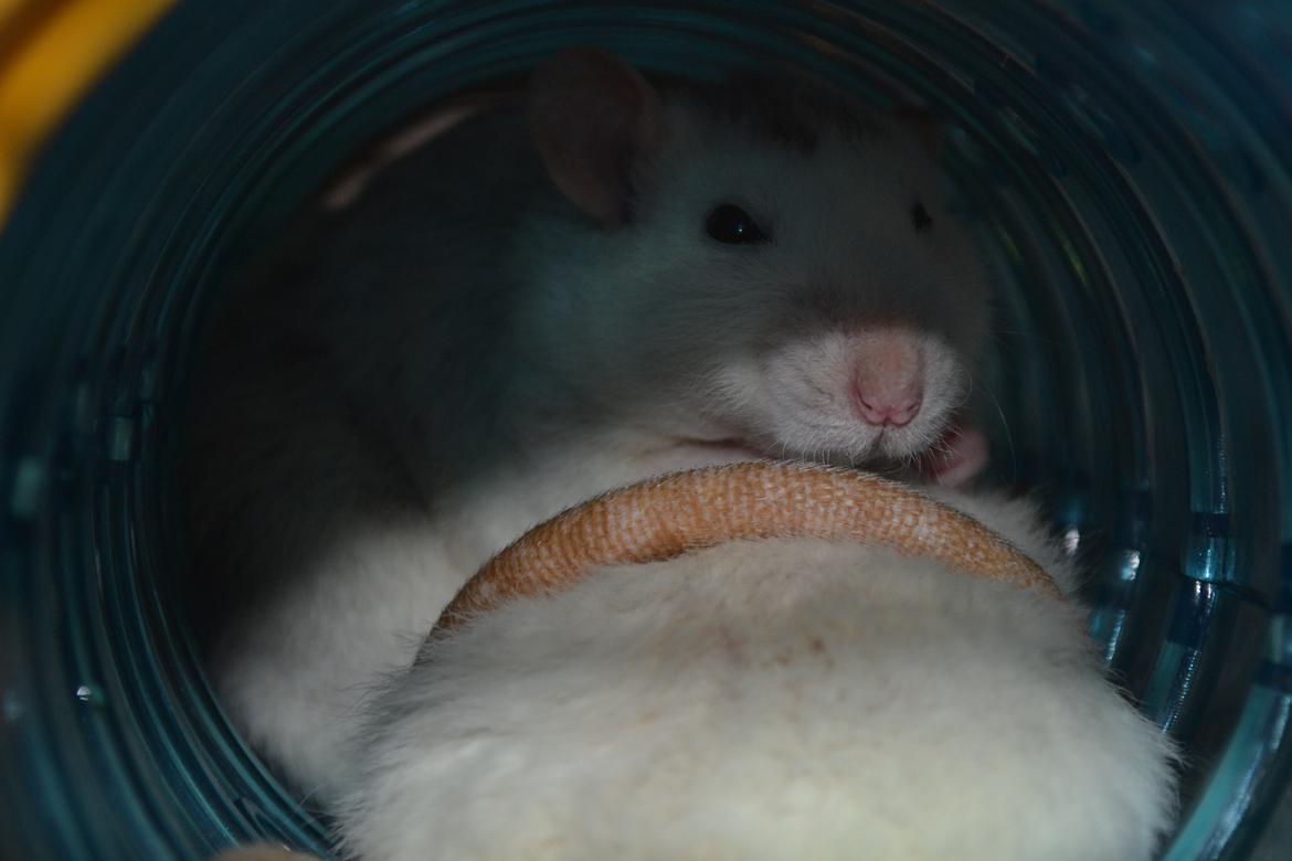 Tamrotte Tykke Bertha billede 8