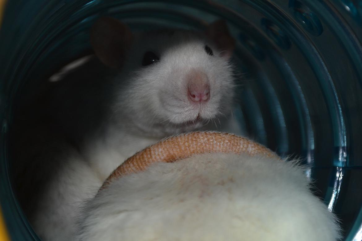 Tamrotte Tykke Bertha billede 9